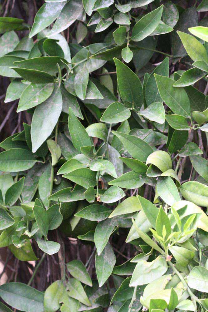              Sun leaves (Riverside, CA)       